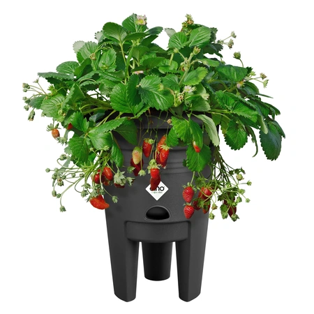 Green Basics Aardbeien Pot - D33cm - Living Black - afbeelding 3