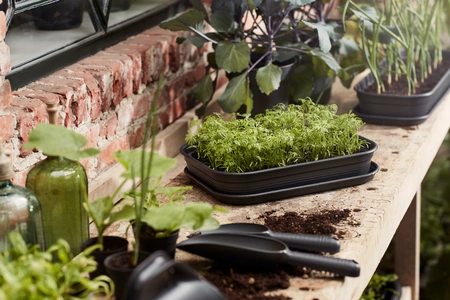 Green Basics Kweekhuis - M - Transparant - afbeelding 3