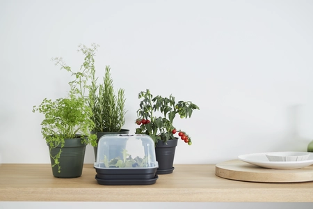 Green Basics Kweekpot - D 11cm -  Living Black - afbeelding 5