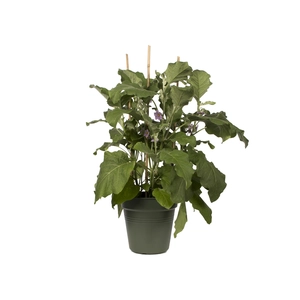 Green Basics Kweekpot - D 13cm - Bladgroen - afbeelding 3