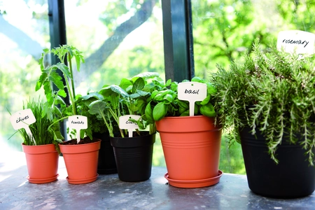 Green Basics Kweekpot - D 17cm -  Living Black - afbeelding 4