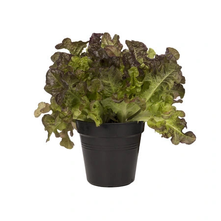 Green Basics Kweekpot - D 19cm -  Living Black - afbeelding 3