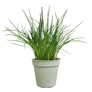 Green Basics Kweekpot - D 19cm - Steengroen - afbeelding 4