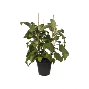 Green Basics Kweekpot - D 24cm -  Living Black - afbeelding 3