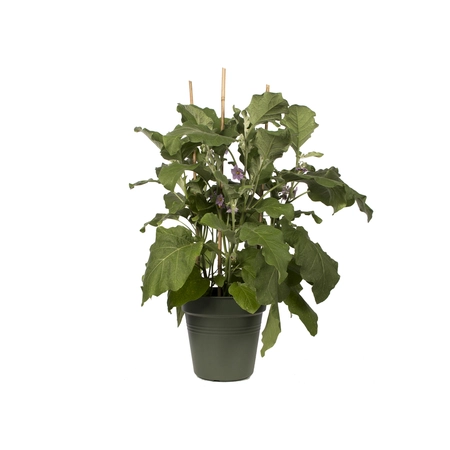 Green Basics Kweekpot - D 30cm - Bladgroen - afbeelding 3