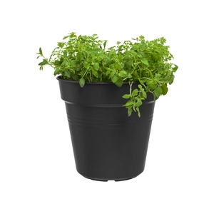 Green Basics Kweekpot - D 13cm - Living Black - afbeelding 3