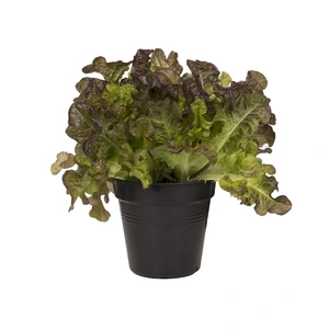 Green Basics Kweekpot - D 19cm - Living Black - afbeelding 3