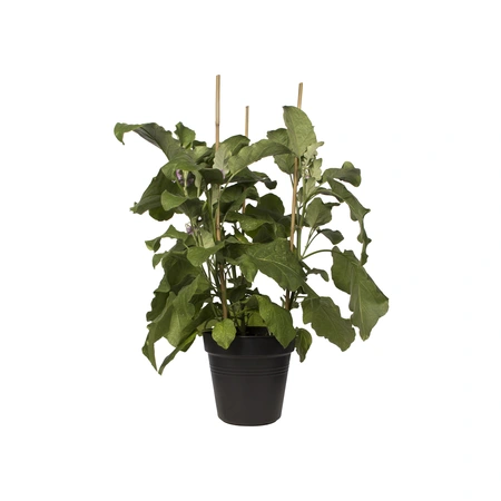 Green Basics Kweekpot - D 24cm - Living Black - afbeelding 3