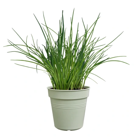 Green Basics Kweekpot - D 15cm - Steengroen - afbeelding 4