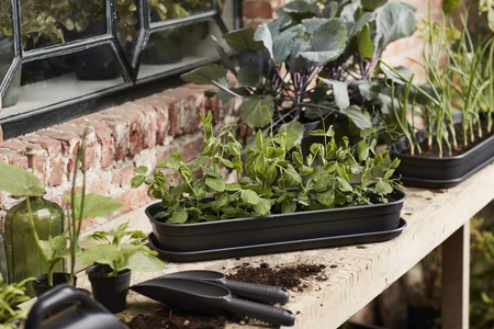 Green Basics Kweektray - L - Living Black - afbeelding 5