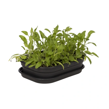 Green Basics Kweektray - M - Living Black - afbeelding 3