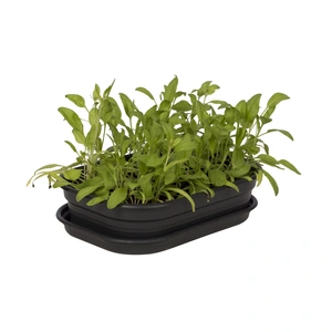 Green Basics Kweektray - M - Living Black - afbeelding 3