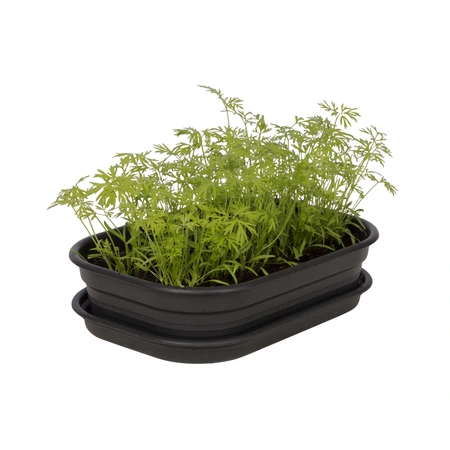 Green Basics Kweektray - S - Living Black - afbeelding 2