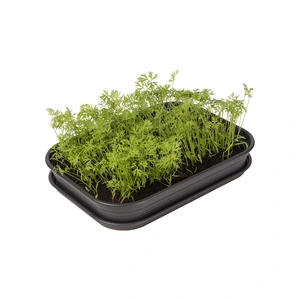 Green Basics Kweektray Schotel - S - Living Black - afbeelding 2