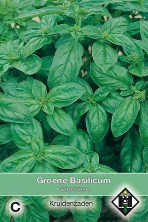 Groene Basilicum 'Genovese'