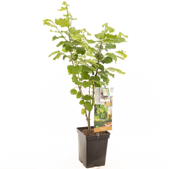 Hazelnoot 'Cosford' - afbeelding 1