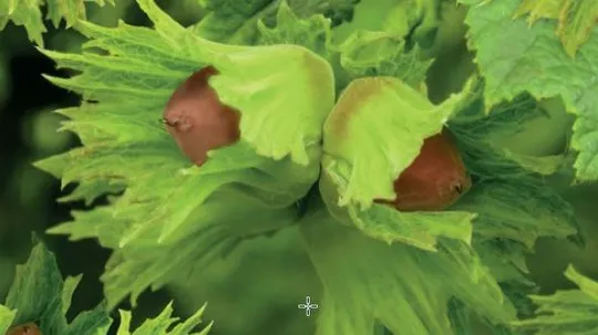 Hazelnoot 'Cosford' - afbeelding 2