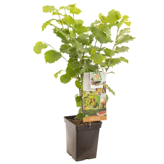 Hazelnoot 'Webb's Prize Cob' - afbeelding 1