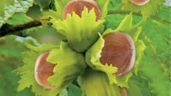 Hazelnoot 'Webb's Prize Cob' - afbeelding 2