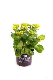 Hortensia 'Forever & Ever' - Paars - afbeelding 1