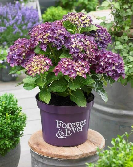 Hortensia 'Forever & Ever' - Paars - afbeelding 2