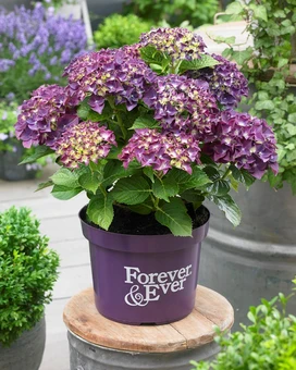 Hortensia 'Forever & Ever' - Paars - afbeelding 2