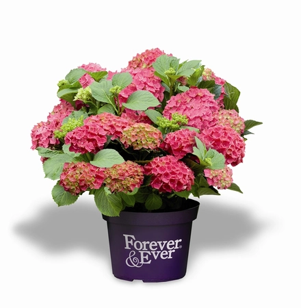 Hortensia 'Forever & Ever' - Rood - afbeelding 1