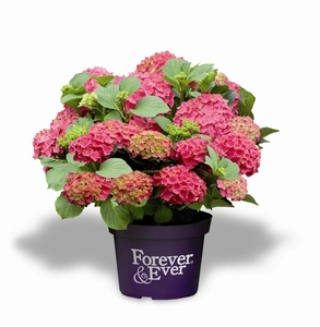 Hortensia 'Forever & Ever' - Rood - afbeelding 1