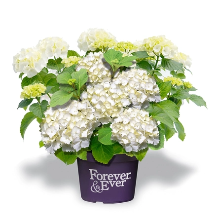 Hortensia 'Forever & Ever' - Wit - afbeelding 1