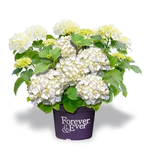 Hortensia 'Forever & Ever' - Wit - afbeelding 1