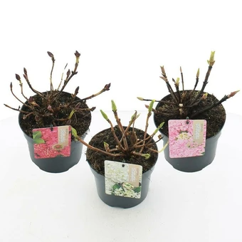 Hortensia Macrophylla - Diverse Kleuren - P17cm