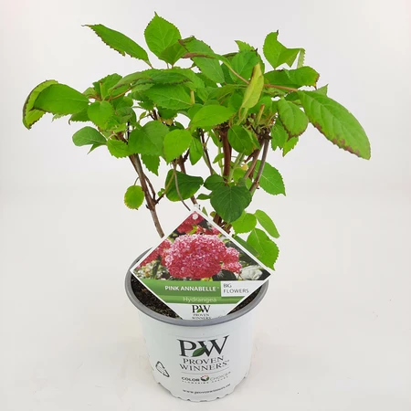 Hortensia 'Pink Annabelle' - P19cm - afbeelding 3