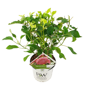 Hortensia 'Pink Annabelle' - P19cm - afbeelding 1