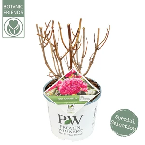 Hortensia 'Pink Annabelle' - P19cm - afbeelding 2