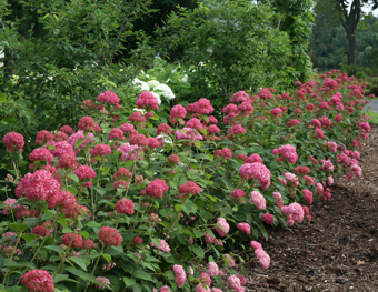 Hortensia 'Pink Annabelle' - P19cm - afbeelding 6