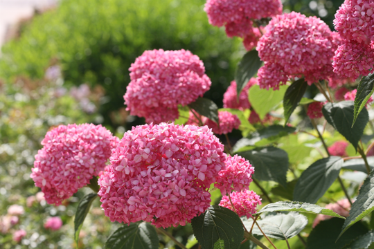 Hortensia 'Pink Annabelle' - P19cm - afbeelding 5
