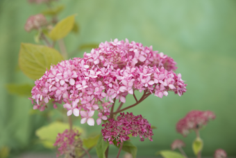 Hortensia 'Pink Annabelle' - P19cm - afbeelding 4