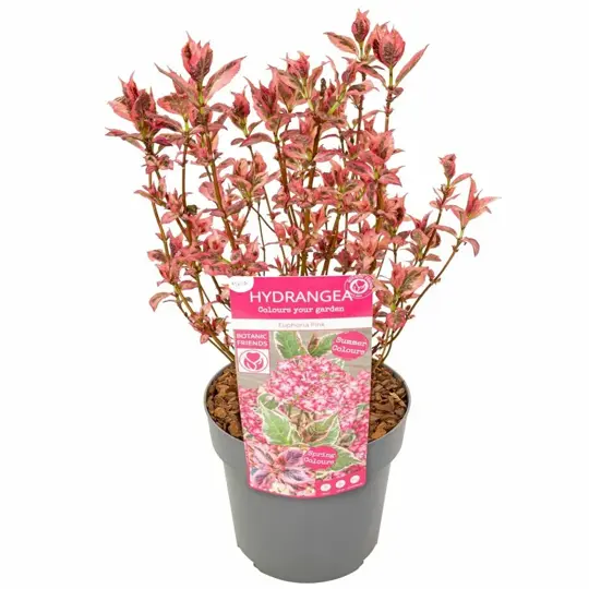 Hortensia 'Pink' - P15cm - afbeelding 1