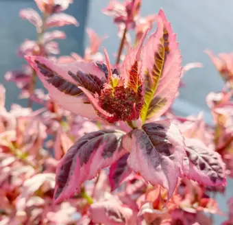Hortensia 'Pink' - P15cm - afbeelding 2