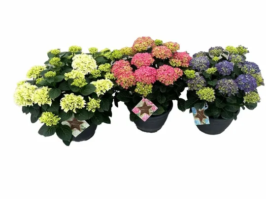 Hortensia - Rood-Wit-Blauw - afbeelding 1