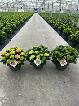 Hortensia - Rood-Wit-Blauw - afbeelding 2