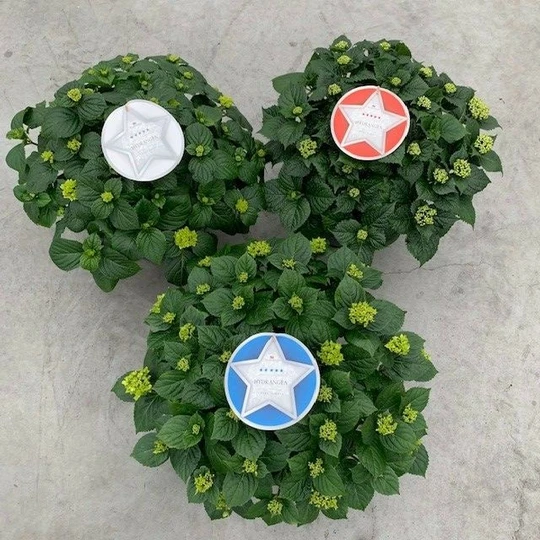 Hortensia - Rood-Wit-Blauw - afbeelding 3