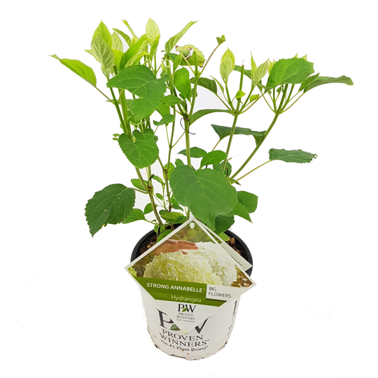 Hortensia 'Strong Annabelle' - afbeelding 1