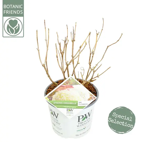 Hortensia 'Strong Annabelle' - afbeelding 2