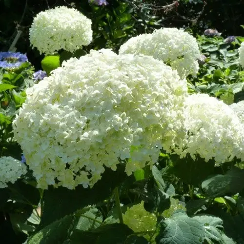 Hortensia 'Strong Annabelle' - afbeelding 6