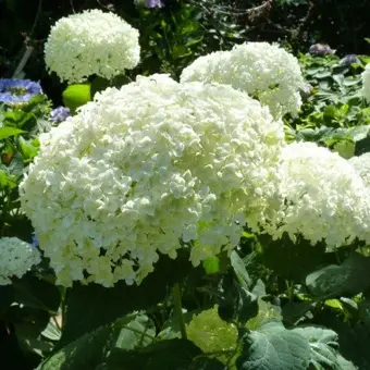 Hortensia 'Strong Annabelle' - afbeelding 6