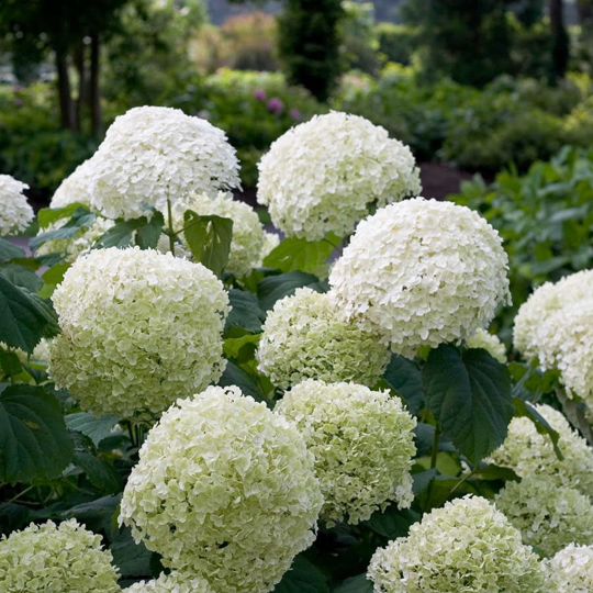 Hortensia 'Strong Annabelle' - afbeelding 4