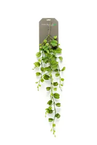 HOYA KERRII VINE 90CM