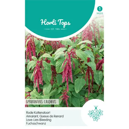 HT AMARANTHUS, RODE KATTENSTAART - afbeelding 1
