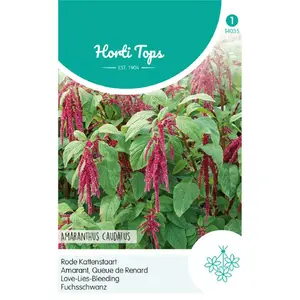 HT AMARANTHUS, RODE KATTENSTAART - afbeelding 2